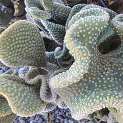 Cactus variety