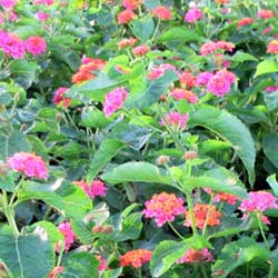Lantana irene